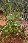 Adenia ellenbeckii Wangala Kenya 2014_0027.jpg